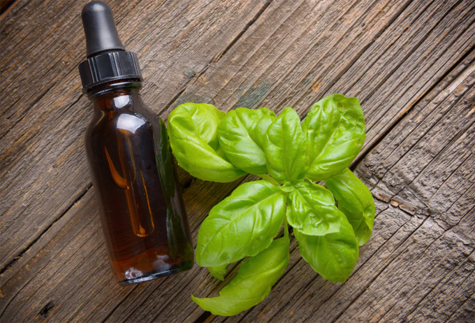 Basil Essential Oil Benefits
